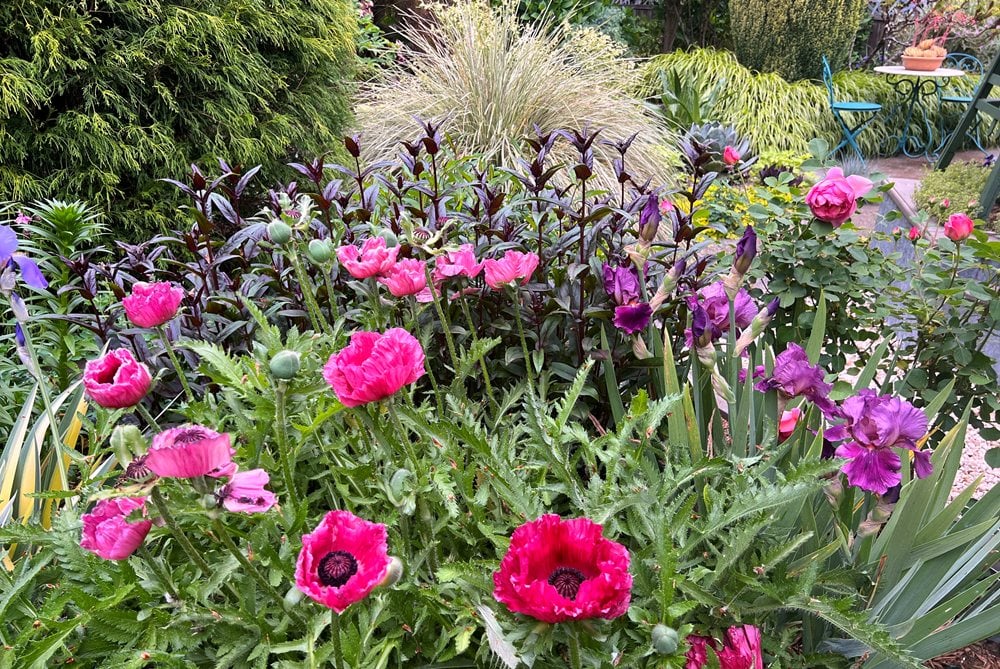 Jewel-Tone Flowers In Garden
Garden Design
Calimesa, CA