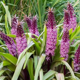 Joy's Purple Eucomis, Pineapple Lily
"Dream Team's" Portland Garden
Shutterstock.com
New York, NY