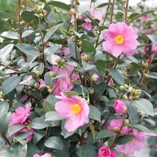 Just Chill Double Mauve Camellia
Proven Winners
Sycamore, IL