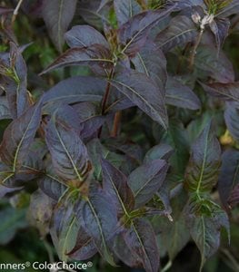 Kodiak Black diervilla