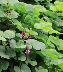 KUDZU