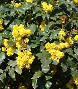 Mahonia