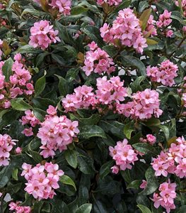 LA VIDA MAS® INDIAN HAWTHORN