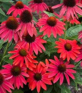 Summersong Firefinch Coneflower
