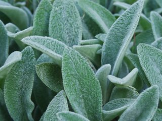 Lambs Ear Plant, Fuzzy Foliage
Shutterstock.com
New York, NY