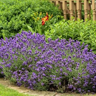 Sweet Romance Lavender plant