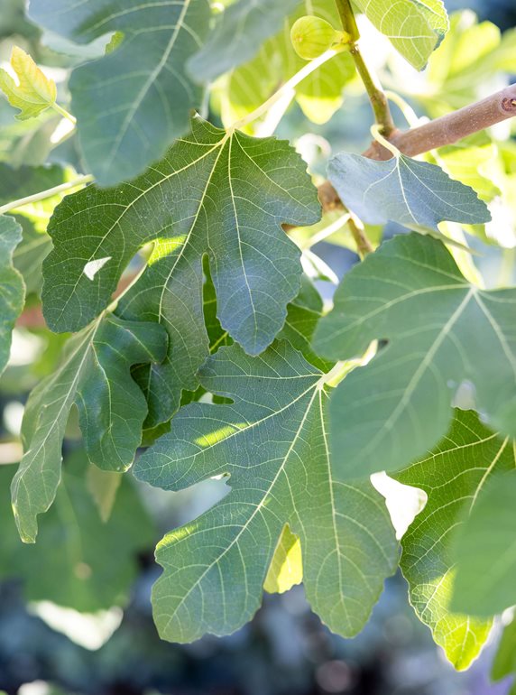Leaves In Sunlight
Garden Design
Calimesa, CA