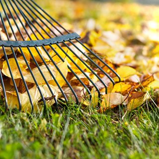 Leaves, Rake, Fall
"Dream Team's" Portland Garden
Shutterstock.com
New York, NY