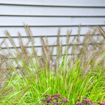 Lemon Squeeze Pennisetum, Fountain Grass
Proven Winners
Sycamore, IL