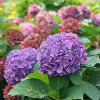 Let's Dance Arriba reblooming hydrangea