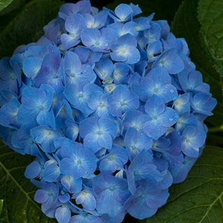 Let's Dance Blue Jangles Hydrangea, Bigleaf Hydrangea, Hydrangea Arborescens, Blue Flower
Proven Winners
Sycamore, IL