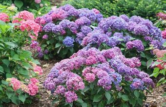 Let's Dance Lovable Hydrangea, Hydrangea Macrophylla
Proven Winners
Sycamore, IL