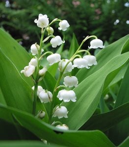 Lily of the Valley