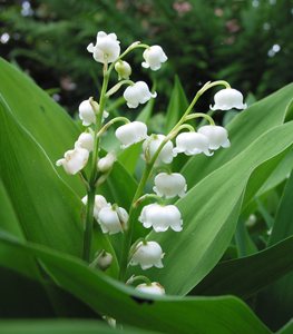 Lily of the Valley