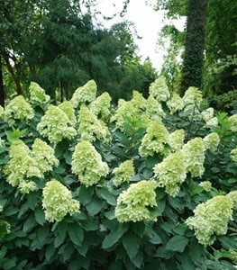 Limelight Prime® hydrangea