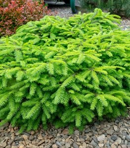 ‘LITTLE GEM’ NORWAY SPRUCE