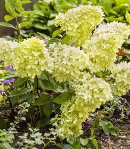 Little Lime hydrangea