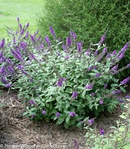 Lo & Behold 'Blue Chip Jr.' butterfly bush