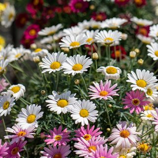Marguerite Daisies, Argyranthemum Frutescens
Shutterstock.com
New York, NY