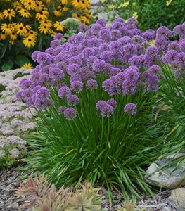 'Serendipity' allium