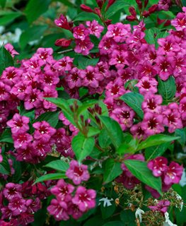 'Minuet' weigela