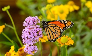 Monarch Butterfly On Pink Flowers, Butterfly Garden
Shutterstock.com
New York, NY