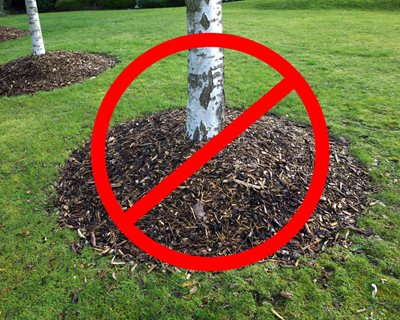 Mulch Volcano
"Dream Team's" Portland Garden
Shutterstock.com
New York, NY