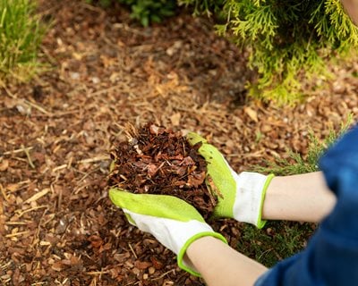 Mulching Garden Bed, Bark Garden Mulch
"Dream Team's" Portland Garden
Shutterstock.com
New York, NY