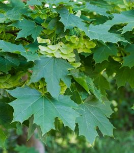 NORWAY MAPLE