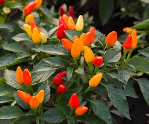 Ornamental peppers