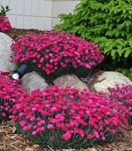 'Paint the Town Magenta' dianthus