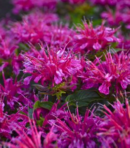 'Pardon My Purple' bee balm