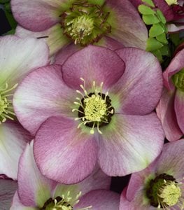 Honeymoon® Paris in Pink hellebore