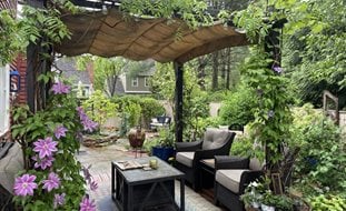 Patio Pergola With Vines
Ornamental Grasses in Pots
Alli Guleria
Washington D.C.,