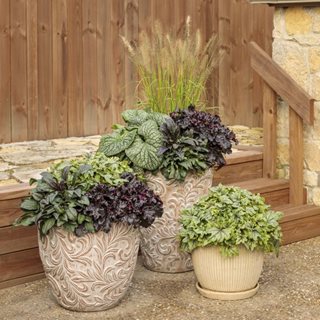 Perennial Plants In Containers
Proven Winners
Sycamore, IL