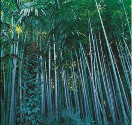 Phyllostachys edulis