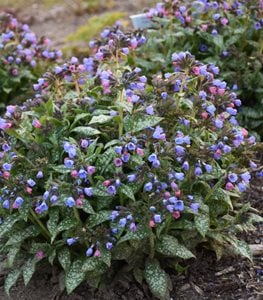 'Pink-a-Blue' lungwort