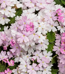 Superbena® Pink Cashmere™ verbena