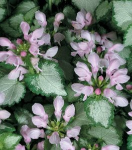 Pink Chablis® deadnettle