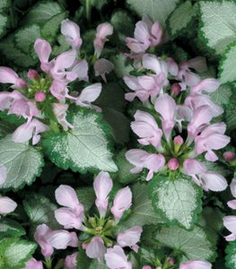 'Pink Chablis' spotted deadnettle
