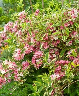 'Variegata' weigela
