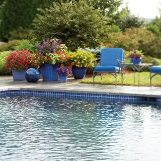 Poolside Chairs And Plants
Proven Winners
Sycamore, IL