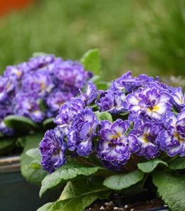Bouquet Perfect 'Blue Ripples' primrose