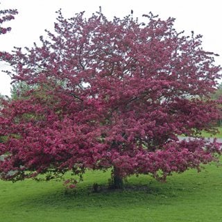 'Profusion' crabapple tree