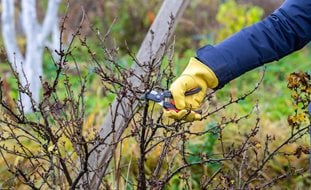 Pruning Shrub
Shutterstock.com
New York, NY