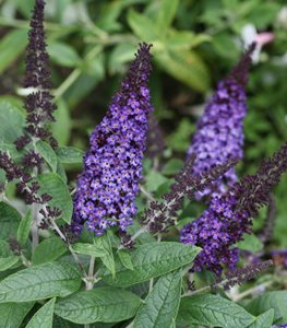 Pugster Blue® butterfly bush
