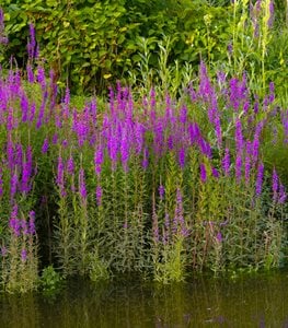 PURPLE LOOSESTRIFE