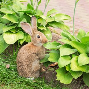 rabbit and hosta plants