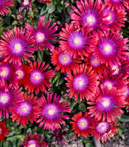 Kaleidoscope™ 'Razzle Dazzle'