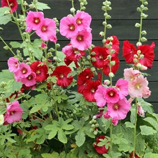 Red And Pink Hollyhock Flowers, Alcea Rosea
"Dream Team's" Portland Garden
Shutterstock.com
New York, NY